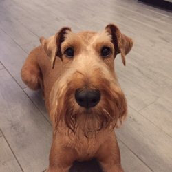 250x250 Red Dog Painting - Red Dog Painting