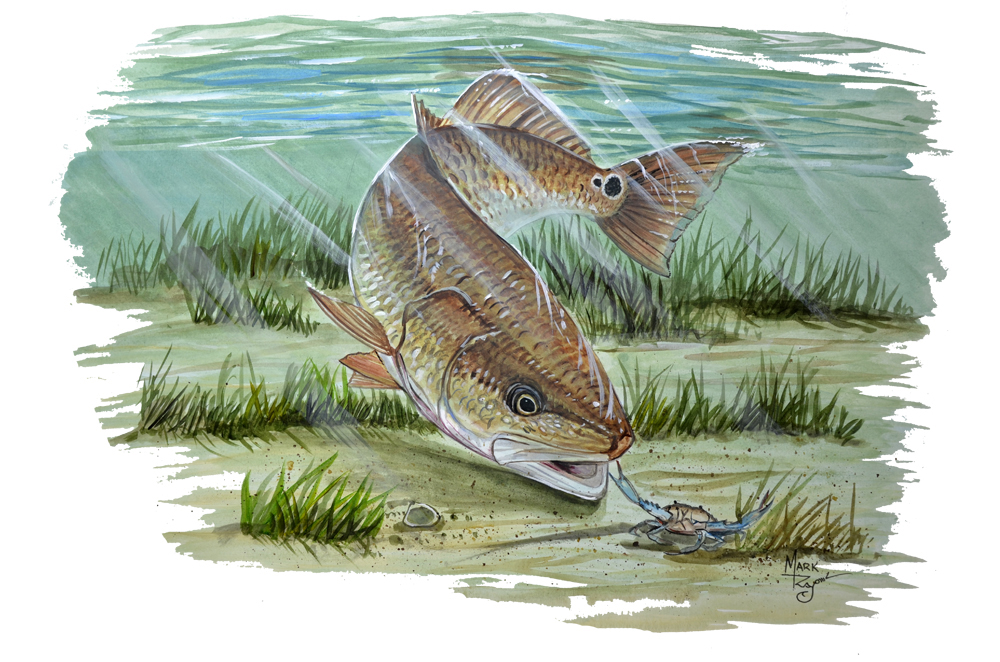 1000x662 High Quality Art Red Drum Fish Vinyl Sticker - Red Drum Painting