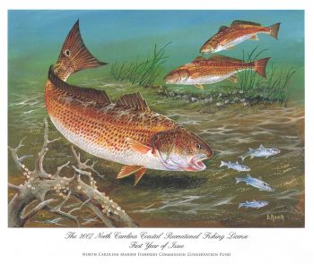 350x295 New Fish Print Available On Line - Red Drum Painting