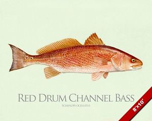 300x240 Red Drum Channel Bass Redfish Fish Painting Fishing Art Real - Red Drum Painting
