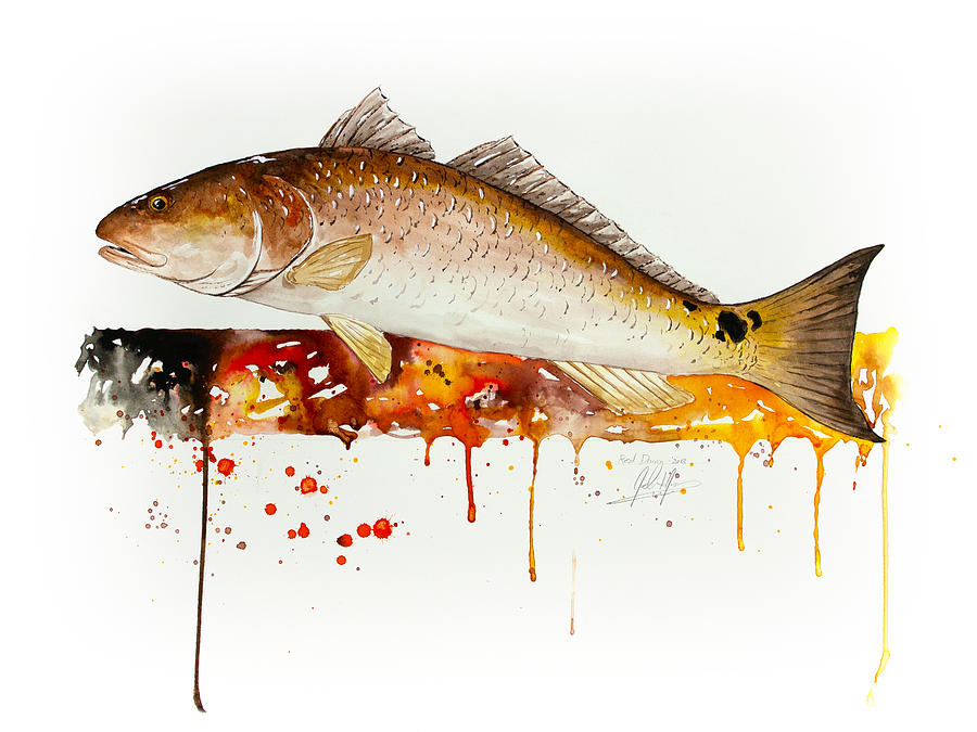 900x675 Red Drum Painting By Joel Dejong - Red Drum Painting
