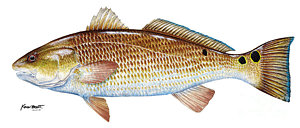 Red Drum Painting at PaintingValley.com | Explore collection of Red ...