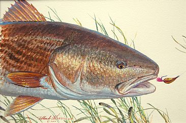 366x241 Red Drum Amp Spoon Fly - Red Drum Painting