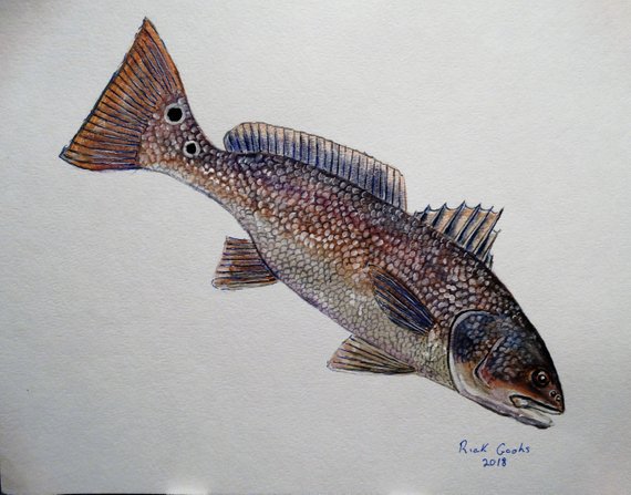 570x447 Red Drum Original Watercolor Fish Painting Redfish Art - Red Drum Painting