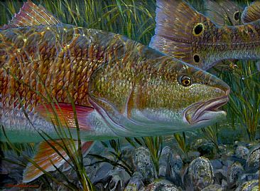 366x268 Red Drum - Red Drum Painting