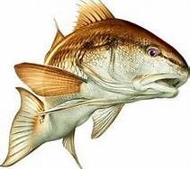 211x188 Redfish Hunt Art And Artists Artwork - Red Drum Painting