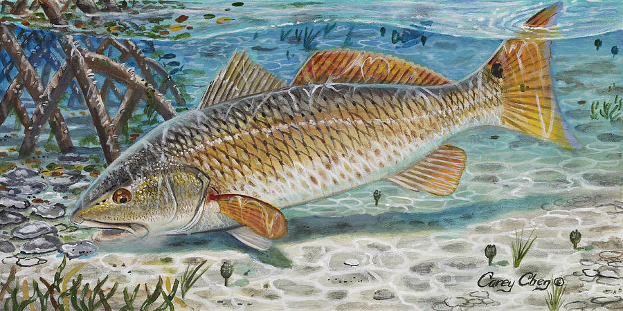 900x450 West Coast Red Painting By Carey Chen - Red Drum Painting