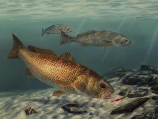 320x240 - Red Drum Painting