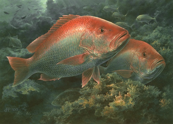 591x426 Fish Art And Coastal Landscapes By Diane Peebles - Red Drum Painting