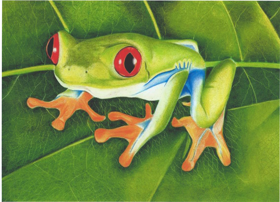 900x649 Red Eyed Tree Frog - Red Eyed Tree Frog Painting