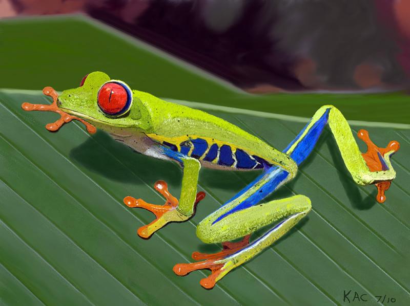 800x598 Red Eyed Tree Frog - Red Eyed Tree Frog Painting