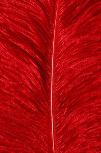 330x500 Modern Art Fantasy Wild Red Feather Decorative Painting Canvas - Red Feather Painting