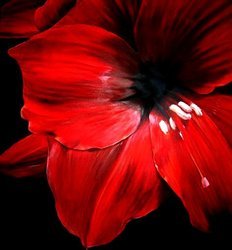 232x250 Infinity 2 Art - Red Floral Painting