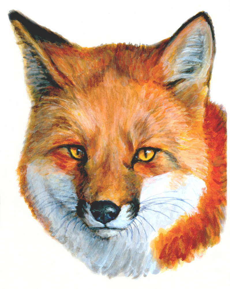 797x1002 Red Fox By Silvercrossfox - Red Fox Painting