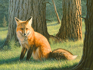 300x224 Young Red Painting By Paul Krapf - Red Fox Painting