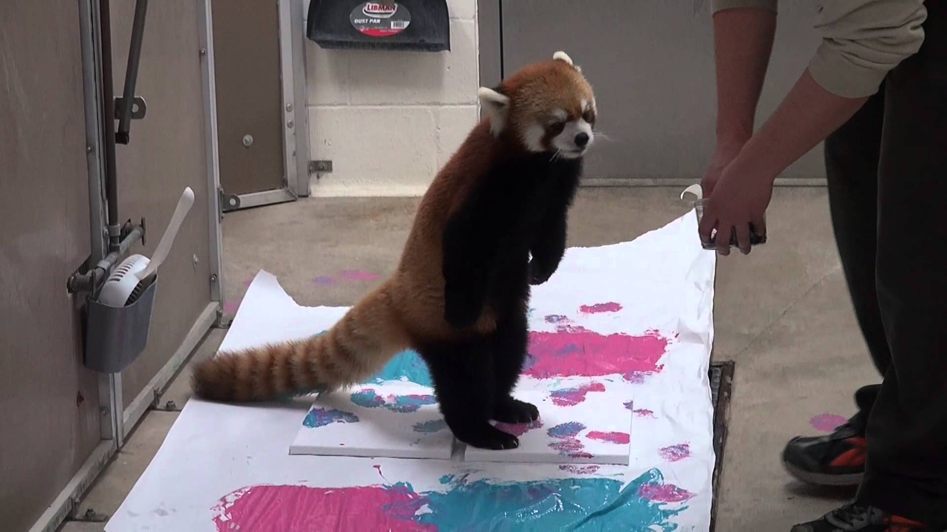 1920x1080 Red Panda Painting Experience - Red Panda Painting