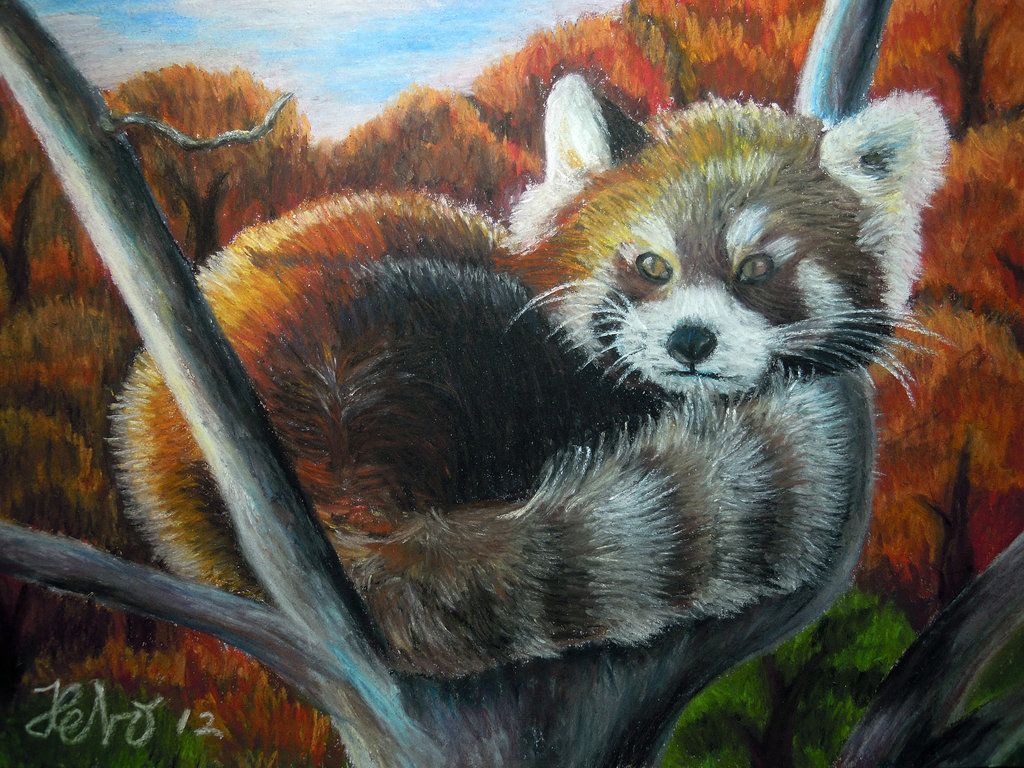 1024x768 Red Panda Paintings - Red Panda Painting
