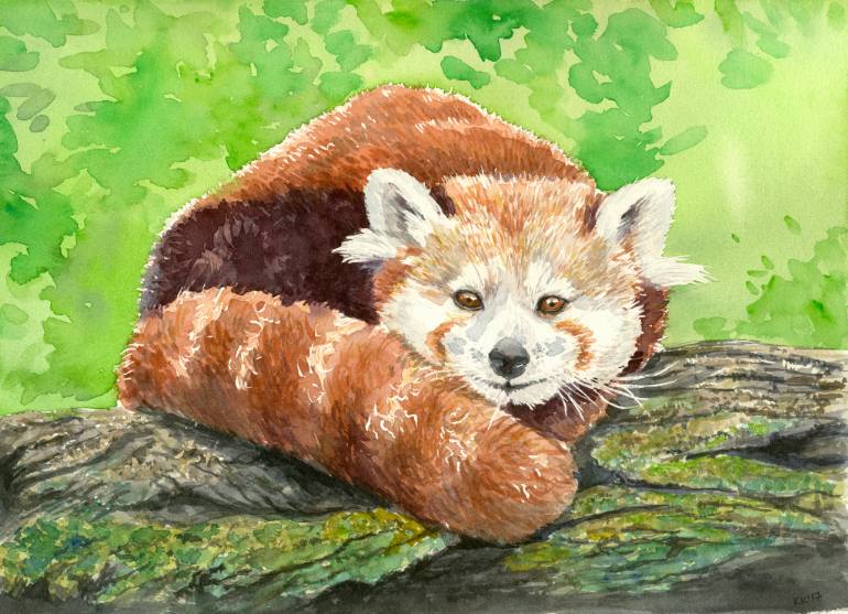 770x557 Saatchi Art Red Panda Painting By Katerina Kirilova - Red Panda Painting