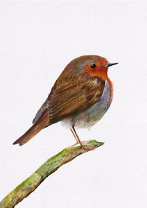 212x300 Red Robin Bird Painting Signed Limited Edition A4 Print Wildlife - Red Robin Painting