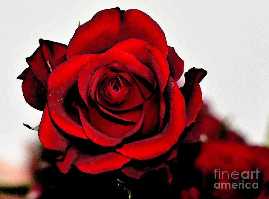 900x668 Red Rose Painting Digital Art By Pravine Chester - Red Rose Painting