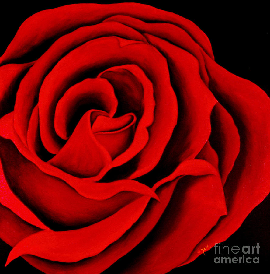 888x900 Red Rose Painting By Sheila Maida - Red Rose Painting