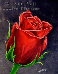 196x250 Just Joey Sunrise By Heidibears A Rose Bears - Red Rose Painting