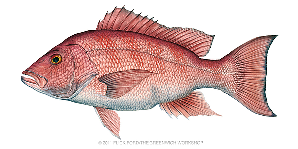 600x300 Red Snapper Painting By Flick Ford - Red Snapper Painting