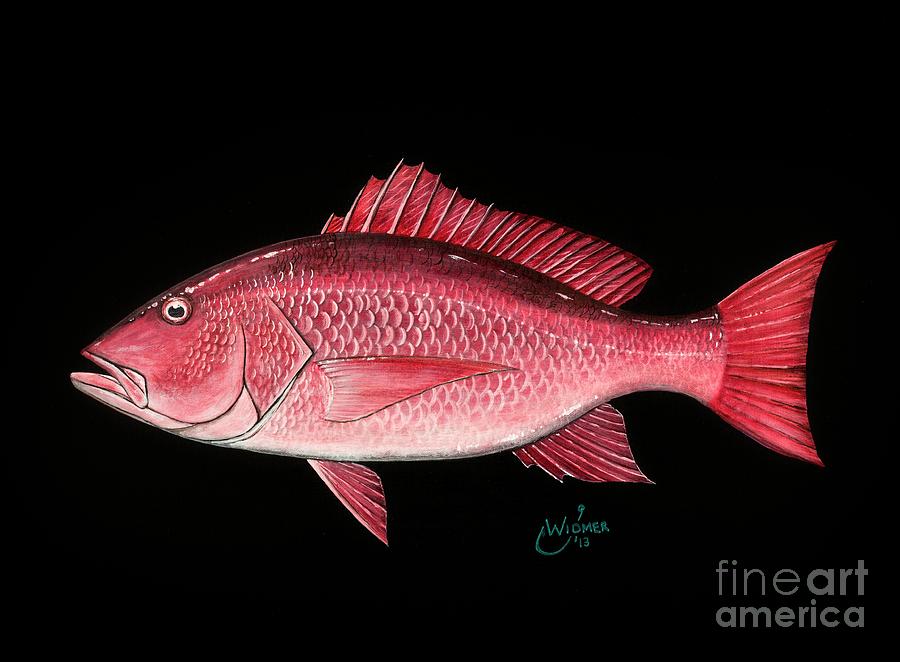 900x662 Red Snapper Painting By Johnny Widmer - Red Snapper Painting