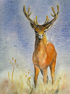 225x300 Red Stag, Mounted Water Colour Painting, Signed Amp Dated 2016. Ebay - Red Stag Painting