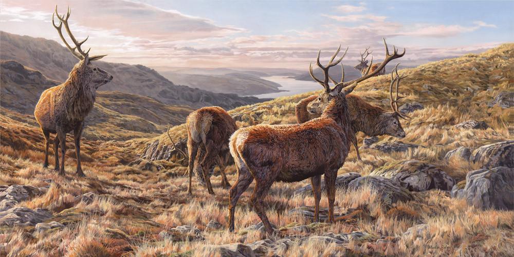 1000x500 Red Stags Deer Print Stags Above Loch Sunart Aquila Art - Red Stag Painting