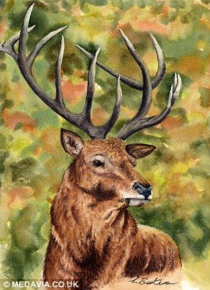 306x423 Disabled Artist Paints Wildlife Scenes By Holding Paintbrush - Red Stag Painting
