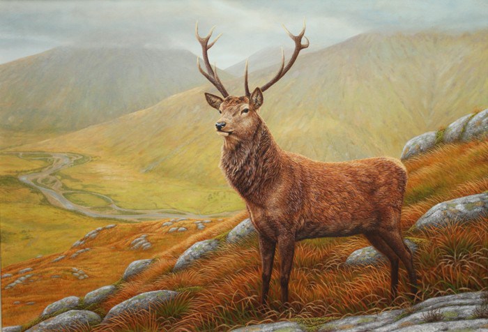 700x476 How I Paint A Red Stag In A Highland Landscape - Red Stag Painting
