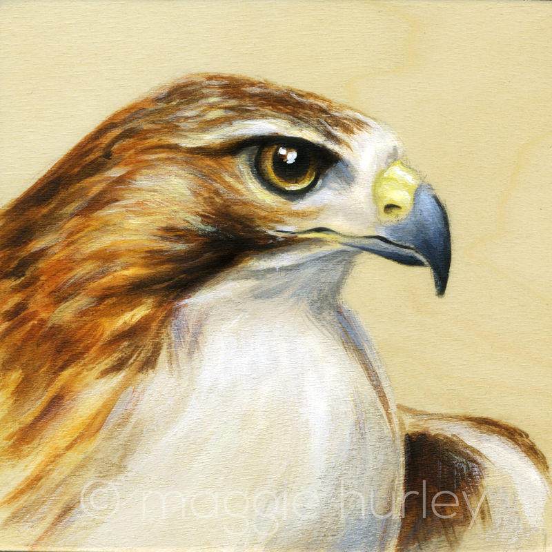 800x800 Red Tailed Hawk - Red Tailed Hawk Painting