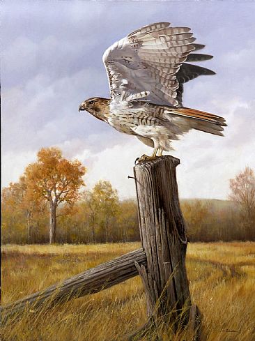 366x489 Red Tailed Hawk - Red Tailed Hawk Painting