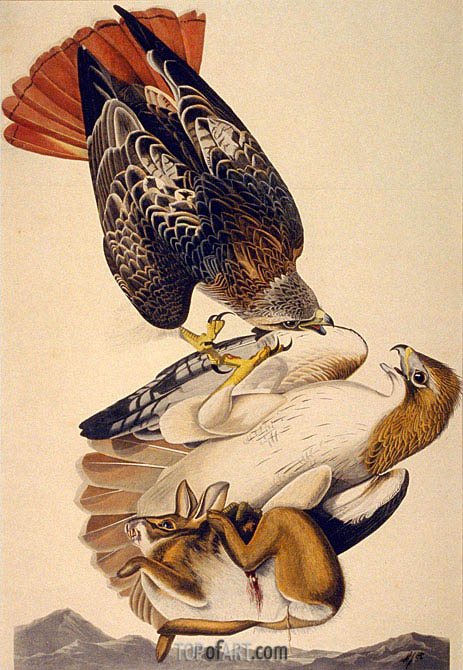 463x670 Red Tailed Hawk Audubon Painting Reproduction 4428 Topofart - Red Tailed Hawk Painting