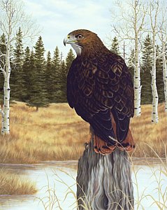 239x300 Red Tailed Hawk Paintings Fine Art America - Red Tailed Hawk Painting