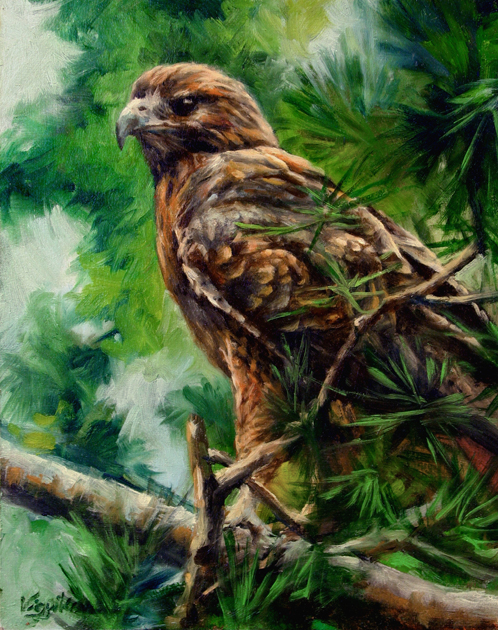 498x630 Red Tailed Hawk - Red Tailed Hawk Painting