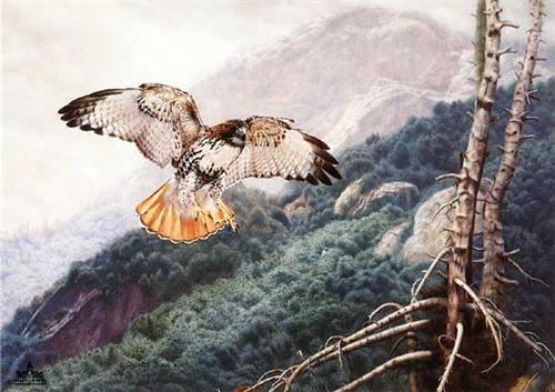 500x353 Wildlife Art Prints Plus Original Paintings With A Wide Selection - Red Tailed Hawk Painting