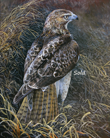 380x475 Red Tail Hawk Painting Archives - Red Tailed Hawk Painting
