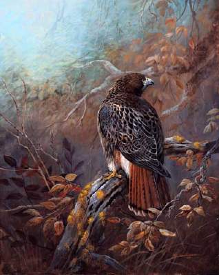 318x399 Gamini Ratnavira - Red Tailed Hawk Painting