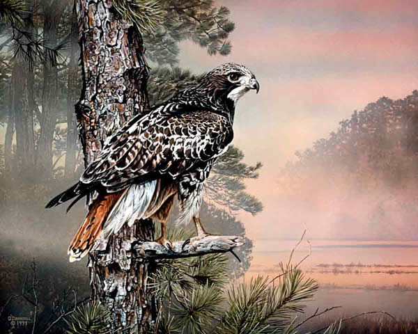 600x480 Morning Watch - Red Tailed Hawk Painting