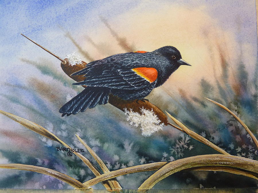 900x675 Red Wing Black Bird Painting By Dave Bartholet - Red Winged Blackbird Painting