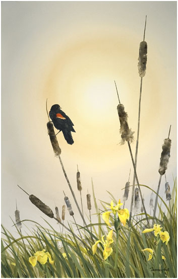 353x554 Red Wing Amp Cattails - Red Winged Blackbird Painting