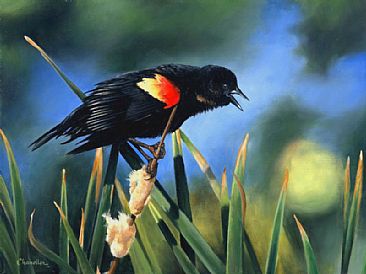 366x274 Red Winged Black Bird - Red Winged Blackbird Painting