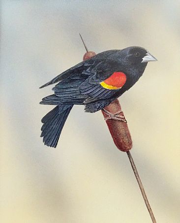 366x454 Red Winged Black Bird - Red Winged Blackbird Painting