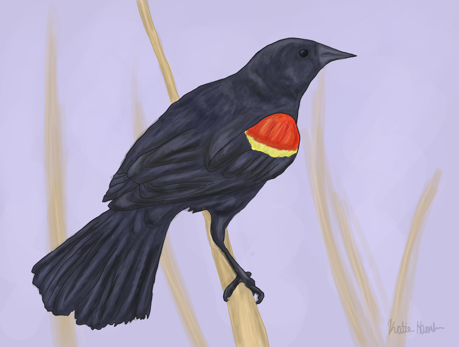 900x681 Red Winged Blackbird By Shadowcreek - Red Winged Blackbird Painting