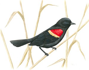 300x238 Red Winged Blackbird Painting By Anna Foley - Red Winged Blackbird Painting