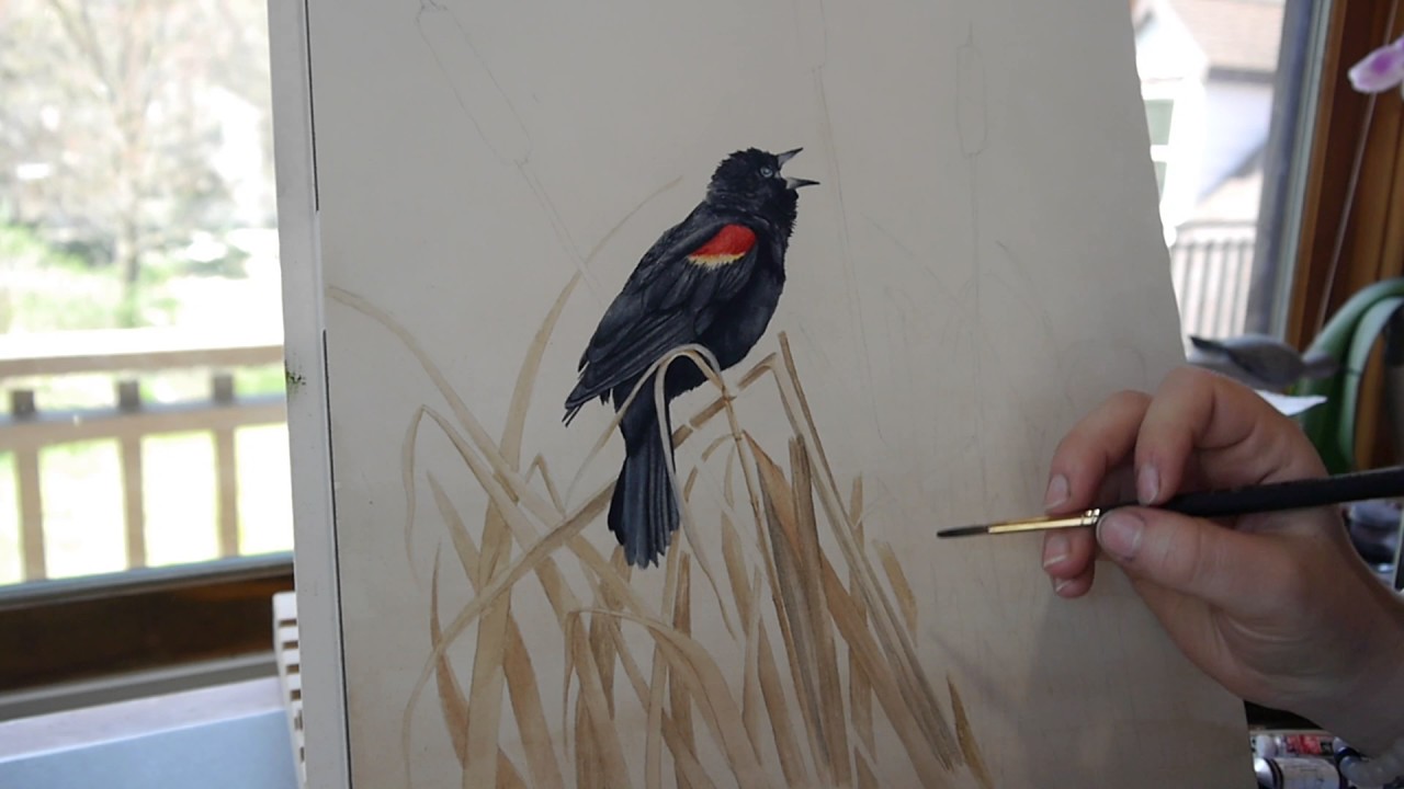 1280x720 Red Winged Blackbird Watercolor Painting Kimberly Nicolle - Red Winged Blackbird Painting