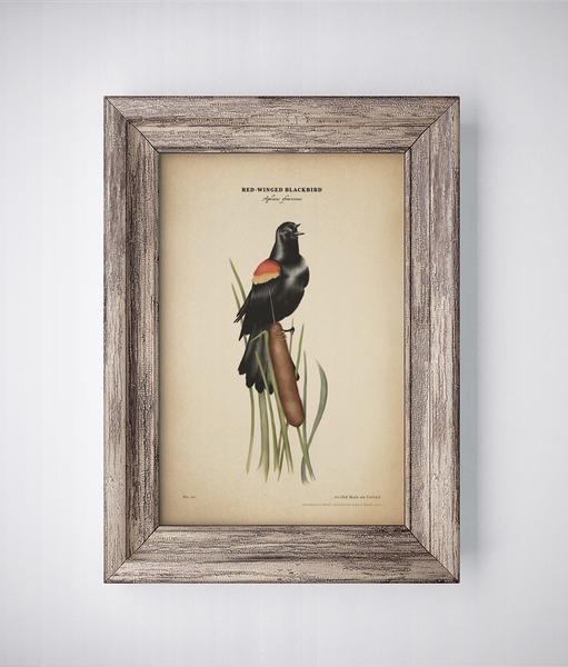 511x600 Red Winged Blackbird Print Hikeanddraw - Red Winged Blackbird Painting