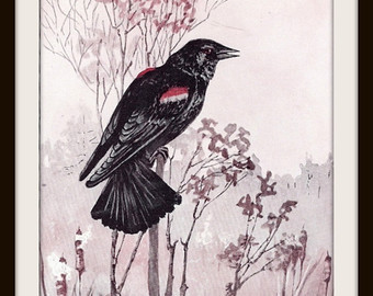 340x270 Red Winged Blackbird Print - Red Winged Blackbird Painting